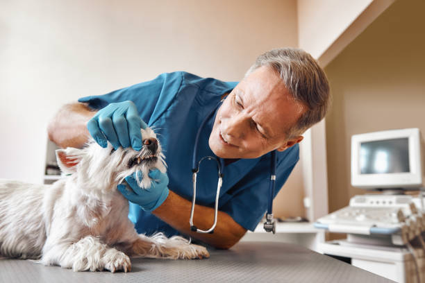 Best 24-Hour Emergency Dentist in Cressona, PA